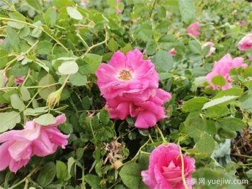 豐花仙境盆栽月季2.5萬(wàn)株美化陜西西安景觀(guān)