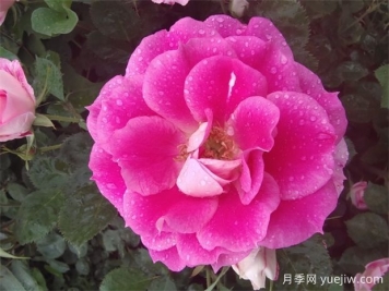 月季花的開(kāi)花持續時(shí)間有多長(cháng)？