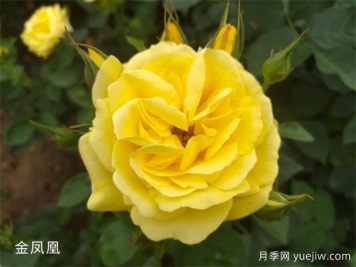 4個(gè)常見(jiàn)的黃色月季花也太好看了