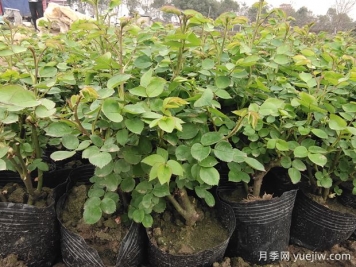 讓盆栽月季重復開(kāi)花要掌握什么措施？