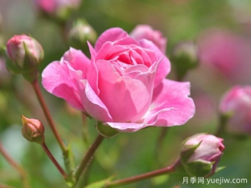 月季花茶有哪些功效呢？不僅美容養顏還養生