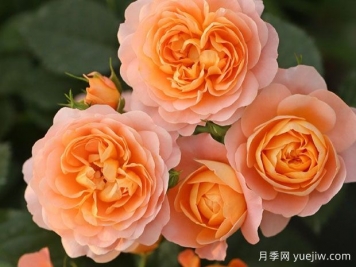 月季花的最佳種植時(shí)間？哪些品種適合家庭種植？