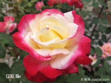 紅雙喜月季的優(yōu)點(diǎn)解析，不愧為著(zhù)名的混色月季