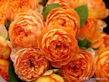 推薦十款適合陽(yáng)臺養的月季花，開(kāi)花勤還爆盆