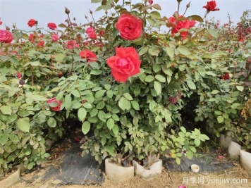 美植袋月季，大花豐花大缽月季苗