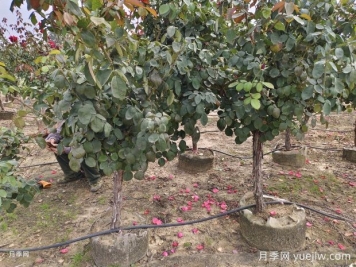 5公分低樁低桿月季樹(shù)，低價(jià)格有大冠幅