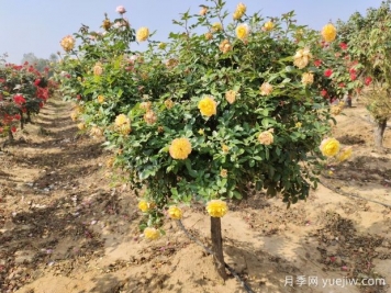 歐月樹(shù)狀月季基地批發(fā)，不一樣的月季樹(shù)