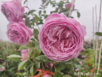 分享八款歐月月季花，顏值爆棚非常美麗