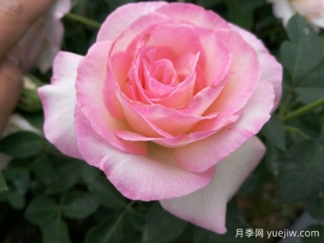 百種花語(yǔ)大全，傾聽(tīng)花卉的語(yǔ)言