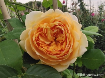 你認為的玫瑰，其實(shí)是月季花
