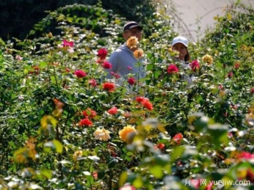 南寧花卉公園3萬(wàn)株月季入盛花期，市民聞香而來(lái)