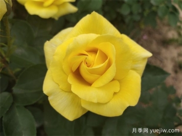 月季花需要什么樣的環(huán)境和土壤？ 