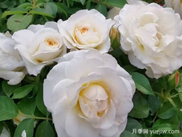 冰淇淋陽(yáng)臺，陽(yáng)臺月季界的新星，無(wú)刺勤花顏值高