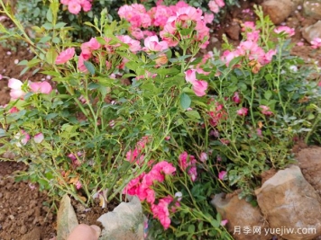 陽(yáng)臺月季冬眠的好處，讓根系脫胎換骨