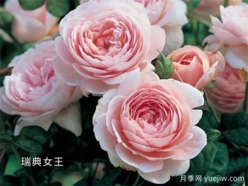 100種月季玫瑰品種圖鑒大全，你認識有沒(méi)有超過(guò)10個(gè)？
