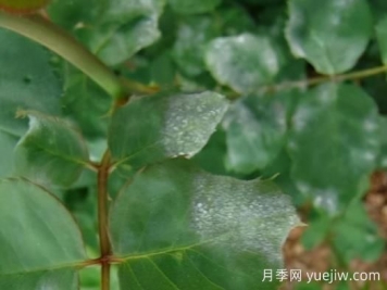 9種常見(jiàn)的月季病蟲(chóng)害，癥狀與防治都在這里