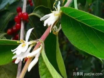 金銀木和金銀花有什么區別，金銀木有哪些主要價(jià)值？