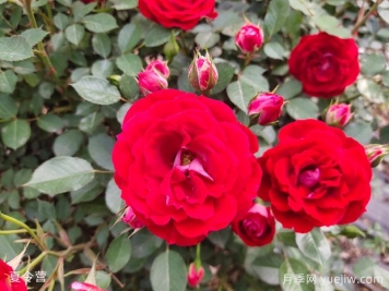 30種常見(jiàn)花卉養護大全
