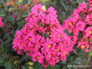 要想紫薇開(kāi)花好，冬季修剪要認真做