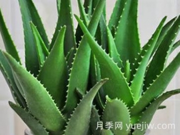 ?；⑻m蘆薈的養殖方法和注意事項