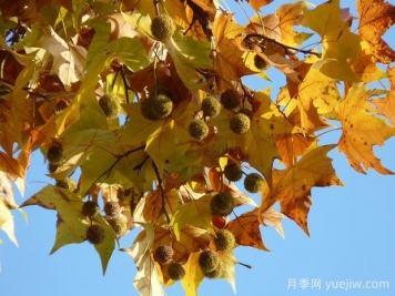 ?世界十大行道樹(shù)種類(lèi)，法桐櫸樹(shù)榆樹(shù)七葉樹(shù)在列