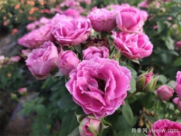 花木產(chǎn)地：南陽(yáng)市蒲山鎮