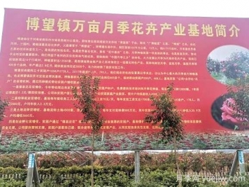 花木產(chǎn)地：南陽(yáng)市博望鎮