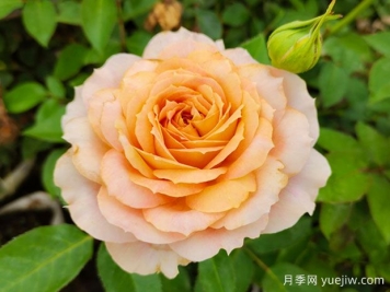 非常具有生命力的4種花，月季連續開(kāi)花300天