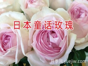 月季育種家：日本童話(huà)玫瑰公司