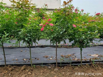 嫁接月季砧木用山木香好還是野薔薇好？