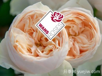 月季育種家：德國Wans Roses月季農場(chǎng)
