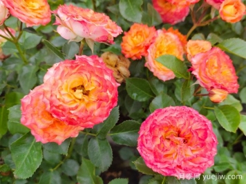 月季花為什么要靠藥物生長(cháng)？常見(jiàn)病蟲(chóng)害如何防治？