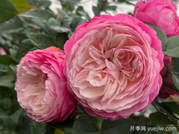 養月季花真的很難嗎？