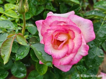 月季、玫瑰、薔薇，到底有什么區別？