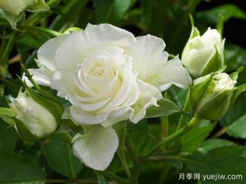 阿爾巴陽(yáng)臺月季Alba Terrazza