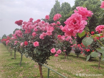 園林苗木按功能分類(lèi)：行道樹(shù)、庭蔭樹(shù)、孤賞樹(shù)、分隔林、綠籬