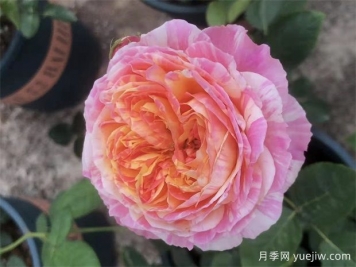 適合陽(yáng)臺栽培的6款灌木月季，爆花抗病易養護