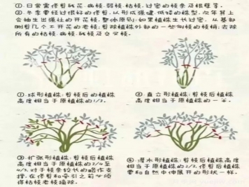 又快到春天月季修剪時(shí)，詳細圖解教你學(xué)會(huì )要領(lǐng)