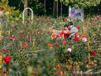 冬日爛漫花海惹人醉，廣州云臺花園1.2萬(wàn)棵月季花盛放