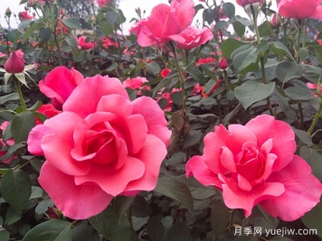 湖南各地市的市花分別是什么？
