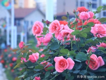 湘西月季應用和景觀(guān)圖集