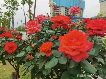 永州月季應用和景觀(guān)圖集