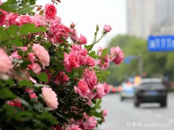 婁底月季應用和景觀(guān)圖集