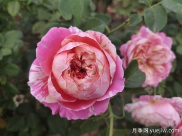 適合新手在陽(yáng)臺栽培的6款灌木月季，易爆花抗病養護簡(jiǎn)單