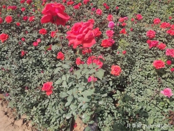 月季只長(cháng)葉子不開(kāi)花？應該怎么辦