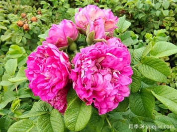 紫枝玫瑰，一年多次開(kāi)花的綠化玫瑰