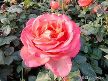 現代月季為什么會(huì )月月開(kāi)花