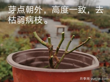 月季冬剪進(jìn)行時(shí)，這6點(diǎn)事項必須要注意