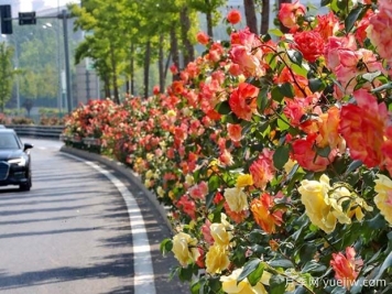 秦皇島月季市花文化和景觀(guān)圖集