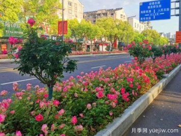 泰州月季應用和景觀(guān)圖集